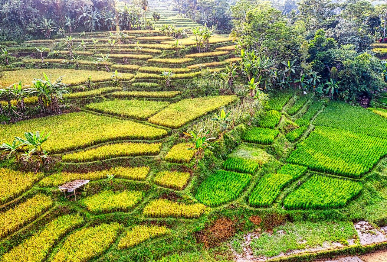 Bali’s Development