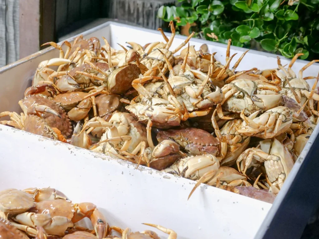 札幌二条市場の新鮮な海鮮丼とカニ